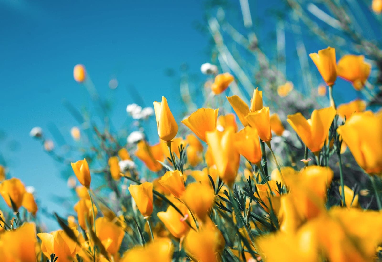 A sunlit wildflower meadow at golden hour